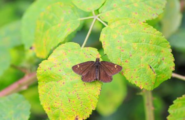 Bitki üzerinde beyaz benekli Snapper Kelebeği (Heteropterus morpheus)