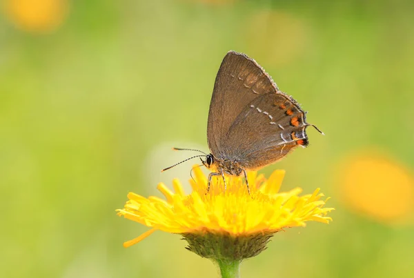 Great Slovenian Butterfly Satyrium Ilicis Flower — Stock Photo, Image