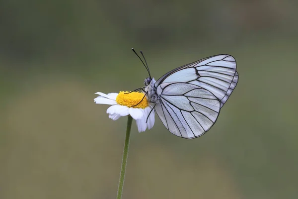 Motyl Głogu Aporia Crataegi Kwiatach Stokrotki — Zdjęcie stockowe