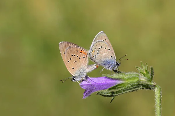 Paire Beaux Yeux Bleus Polyommatus Bellis Sur Fleur — Photo