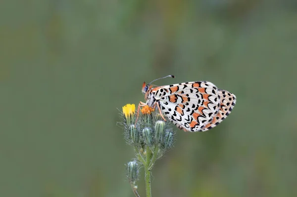 Magnifique Papillon Iparhan Melitaea Syriaca Sur Plante — Photo