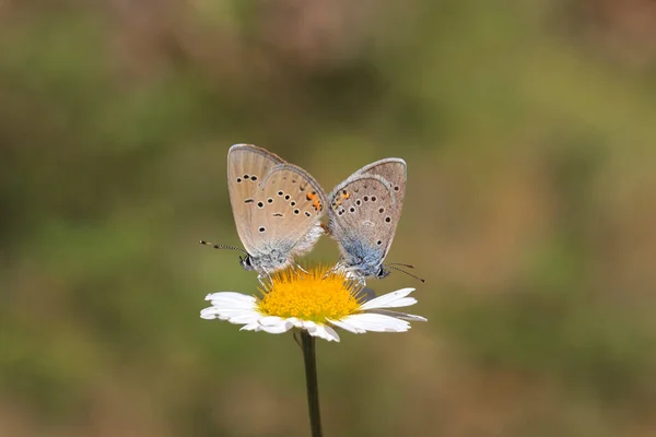 Paire Papillons Bleus Aux Yeux Multiples Polyommatus Bellis Sur Une — Photo