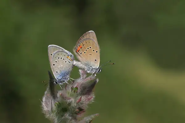 Bitki Üzerinde Çok Gözlü Güzel Mavi Kelebek Polyommatus Bellis Çifti — Stok fotoğraf