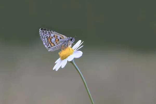 Papillon Bandes Jaunes Pyrgus Sidae Sur Une Fleur Marguerite — Photo