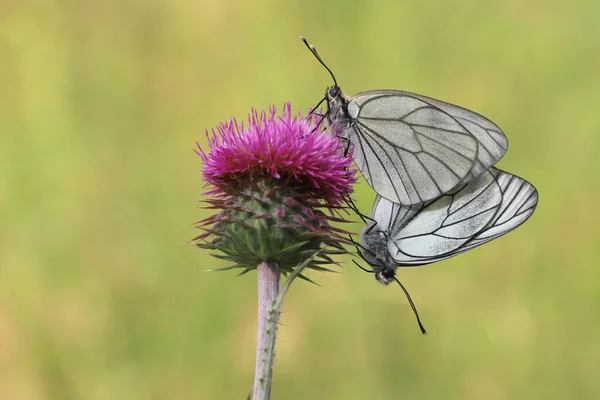 ライラックアザミ科の蝶 アポリア クラテギ — ストック写真