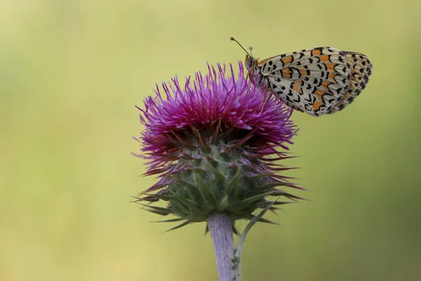 Bella Farfalla Iparhan Melitaea Syriaca Sulla Pianta — Foto Stock