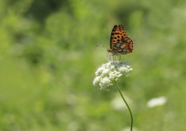 İspanya Kraliçesi Kelebeği (İssorya lathonia) beyaz renkli bitki üzerine