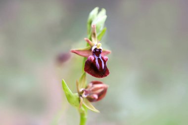Ayna orkidesi; Ophrys spekulumu