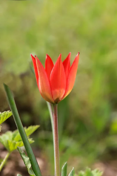 Оранжевый Горный Цветок Тюльпанов — стоковое фото