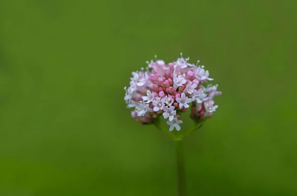 Кошачья Трава Valeriana Officinalis — стоковое фото