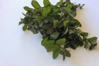 Nane şekeri ya da aşçı için sebze, bitki taze koku almak için bir bitki olarak kullanışlıdır..