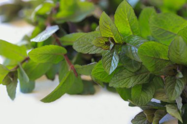 Beyaz arka planda bir demet taze naneli bitki.