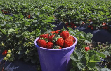 çilek sepeti alanında