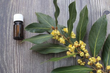 Ahşap kırsal arka planda Daphne yaprakları olan cam defne yağı şişesi. Sağlıklı yaşam tarzı spa, terapi konsepti