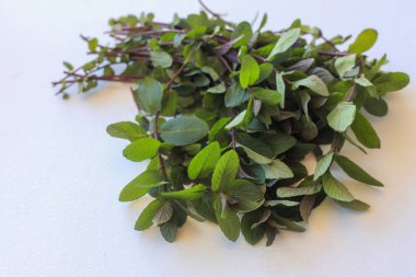 Beyaz arka planda bir demet taze naneli bitki.