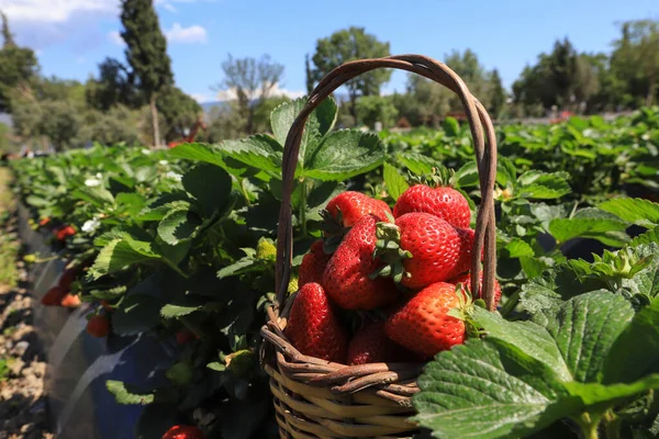 Erdbeeren Korb Auf Dem Feld — Stockfoto