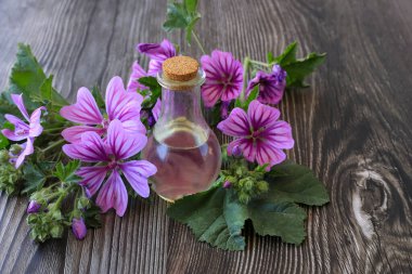 Masada Mallow (Malva sylvestris) ve şişede yağ