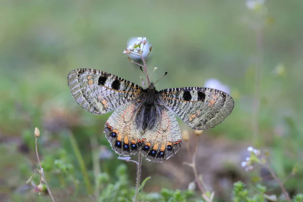 Faux Papillon Apollon Archon Apollinus Nourrissant Plantes — Photo