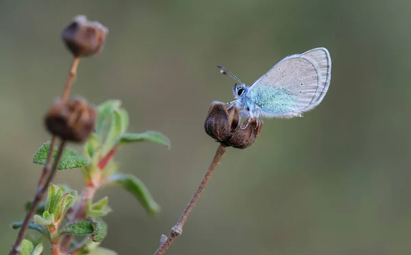 Papillon Oculaire Glaucopsyche Alexis Sur Une Plante Sèche — Photo