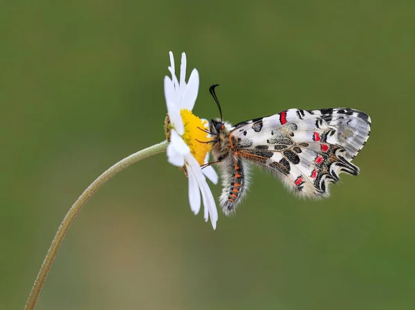 Waldschmetterling Zerynthia Cerisyi Auf Einer Gänseblümchenblume — Stockfoto