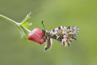Bir bitkinin üzerindeki orman kabuklu kelebeği (Zerynthia cerisyi)