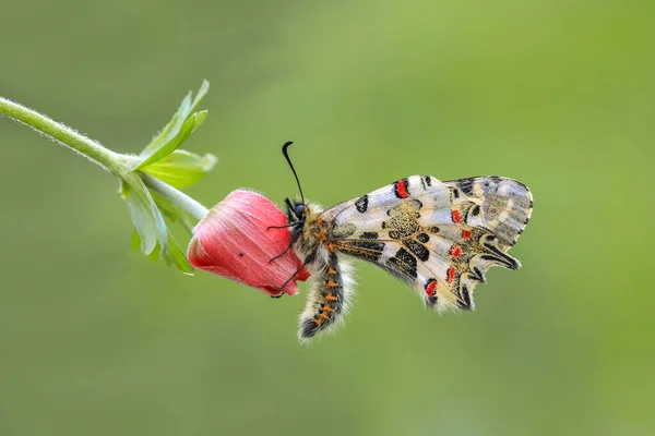 Waldschmetterling Zerynthia Cerisyi Auf Einer Pflanze — Stockfoto