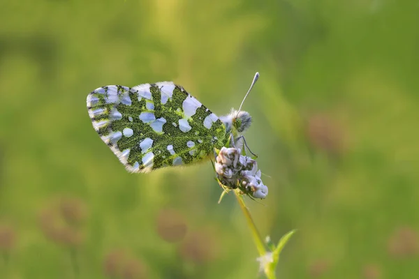 Горная Устричная Бабочка Euchloe Ausonia Растении — стоковое фото