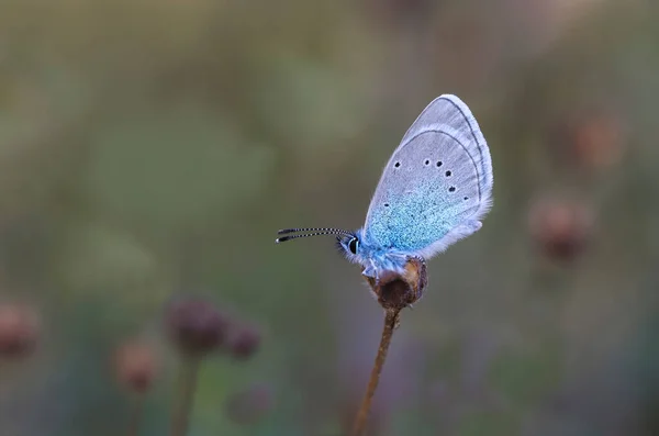 Papillon Oculaire Glaucopsyche Alexis Sur Une Branche Sèche — Photo