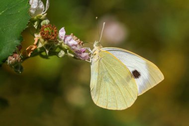 Böğürtlen çiçeğinin üzerinde Büyük Beyaz kanlı kelebek (Pieris brassicae)