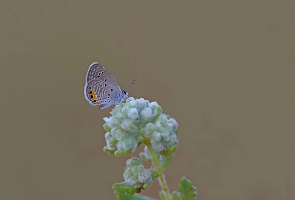 Juwelenfalter Chilades Trochylus Auf Pflanze — Stockfoto