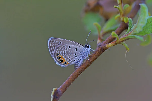 Jewel Butterfly Chilades Trochylus Planta — Fotografia de Stock