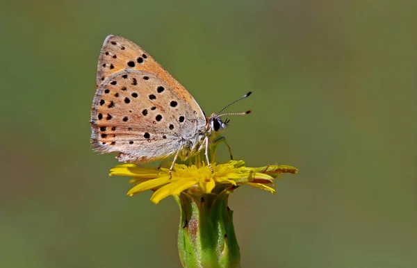 Motýl Ohnivý Lycaena Kefersteinii Rostlině — Stock fotografie