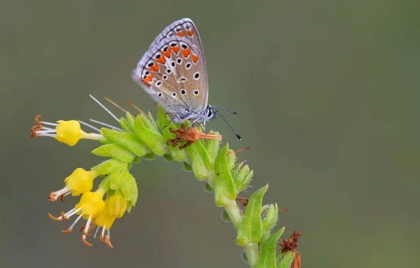Bir Çiçeğin Üzerinde Çok Gözlü Kahverengi Kelebek Polyommatus Agestis — Stok fotoğraf