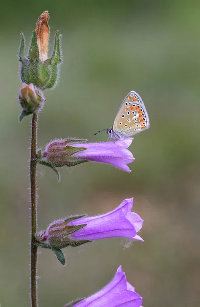 Papillon Brun Polyommatus Agestis Aux Yeux Multiples Sur Une Fleur — Photo