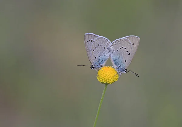 Para Anatolijskiego Gigantycznego Niebieskiego Motyla Glaucopsyche Lessei Roślinach — Zdjęcie stockowe