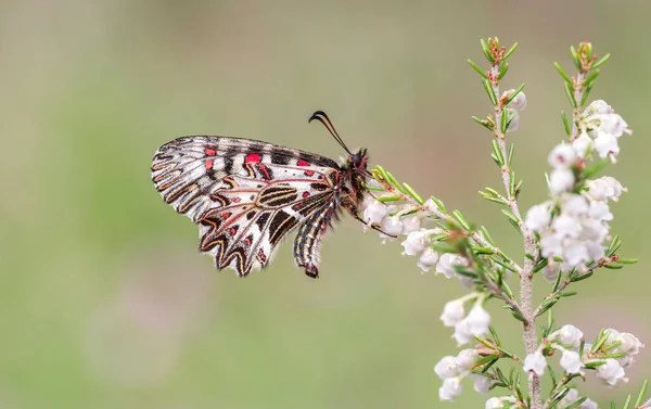 Farfalla Dalla Chioma Meridionale Zerynthia Polyxena Sulla Pianta — Foto Stock