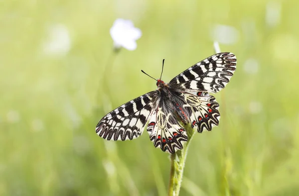Southern Scalloped Butterfly Zerynthia Polyxena Plant — Stock Photo, Image