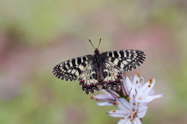 Southern Scalloped Butterfly Zerynthia Polyxena Plant — Foto Stock