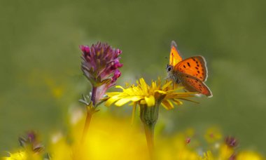 Osmanlı Ateş Kelebeği (Lycaena ottomanus) çiçek üzerine
