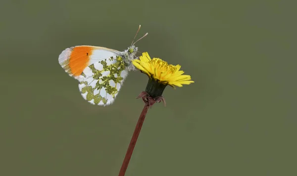 Orange Fancy Butterfly Anthocharis Cardamines Flower — Photo