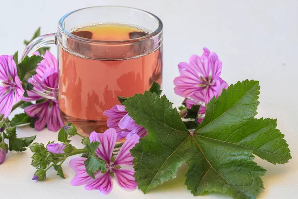 Malva Alle Erbe Malva Fiori Tazza — Foto Stock