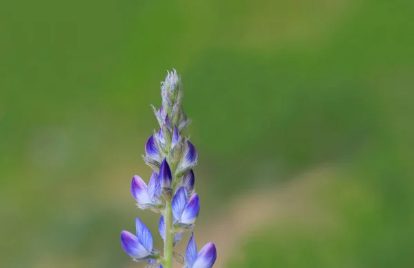 Lupinus Perennis Nome Turco Tremoço Azul — Fotografia de Stock