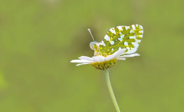 Euchloe Ausonia Euchloe Ausonia Kwiatach Stokrotki — Zdjęcie stockowe