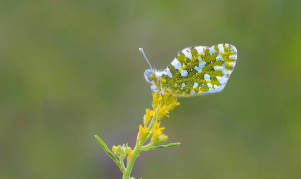 Euchloe Dağı Kelebeği Euchloe Ausonia Sarı Renkli Çiçek Üzerine — Stok fotoğraf