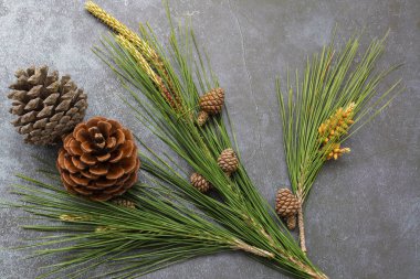 Mermer kırsal arka planda çam ağacı dalları ve çam kozalakları.