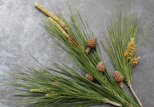 Mermer kırsal arka planda çam ağacı dalları ve çam kozalakları.