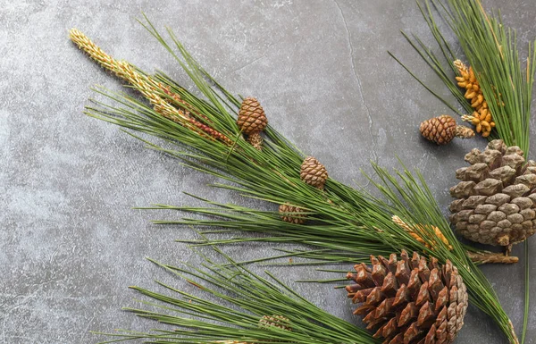 Mermer kırsal arka planda çam ağacı dalları ve çam kozalakları.