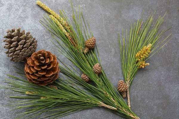 Mermer kırsal arka planda çam ağacı dalları ve çam kozalakları.