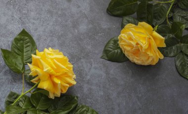 Özel durumlar, tebrik kartları. Sarı güller. Kopyalama alanı olan üst görünüm.