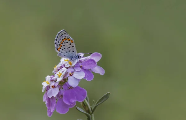 Bavius Blue Butterfly Rubrapterus Bavius Plant — Photo